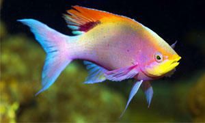 Pelvicachromis pulcher-300x180