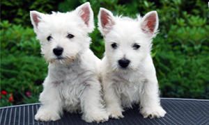 comportamento del West Highland White Terrier-300x180
