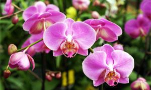 i messaggi segreti dei fiori-orchidea-300x180