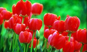 i messaggi segreti dei fiori-tulipano-300x180