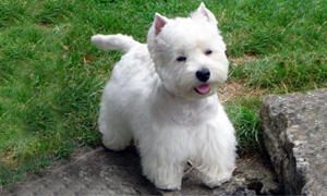 mantello del West Highland White Terrier-300x180