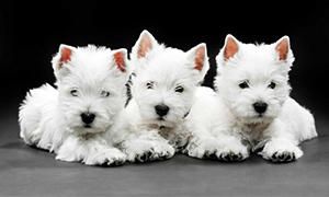 origine del West Highland White Terrier-300x180