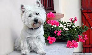 standard del West Highland White Terrier-300x180