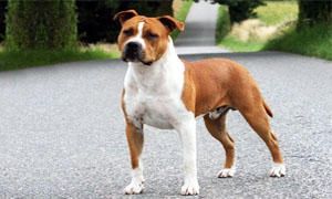 American Staffordshire-Terrier-Comportamento-300x180