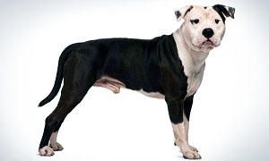 American Staffordshire-Terrier-Lo standard dell'American Staffordshire-Terrier-300x180