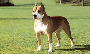 American Staffordshire-Terrier-Origine e storia-300x180