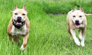 American Staffordshire-Terrier-Una razza sul banco degli accusati-300x180