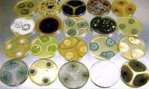 I funghi microscopici, altri allergeni volanti-300x180