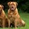 Dogue de Bordeaux 3-800x400