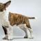 Bull Terrier 1-800x400