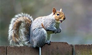 Il ruolo degli scoiattoli nell'ecosistema-300x180