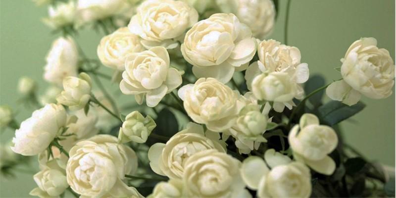 La rosa bianca 4-800x400