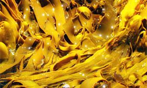 L'alga Kelp e e alghe Hijiki (Hizikia Fusiforme)-300x180