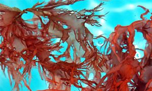L'alga carragheen e l'alga dulse (Palmaria Palmata)-300x180