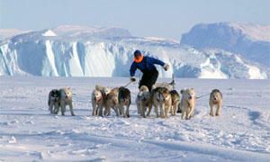 Tra cane (Groenlandese) e lupo (Artico), gli ordini e gli attacchi-300x180