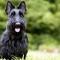 Scottish-Terrier-un cane piccolo ma possente 2-800x400