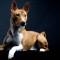 Basenji-il cane più gatto fra tutti i cani 4-800x400