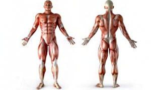 Le proprietà del muscolo-300x180