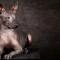 Xoloitzcuintle 2-800x400