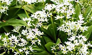 Aglio orsino-Allium ursinum-300x180
