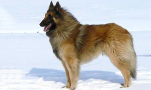 Standard del cane da Pastore Belga-300x180