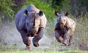 Orango e rinoceronte-300x180