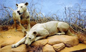 I leoni di Tsavo-300x180