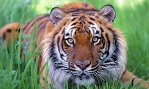 Le tigri del Bengala-300x180