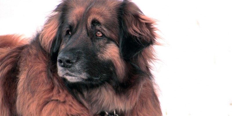 Leonberger1-800x400