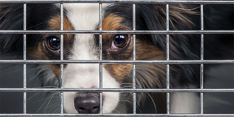Animali come imputati-800x400