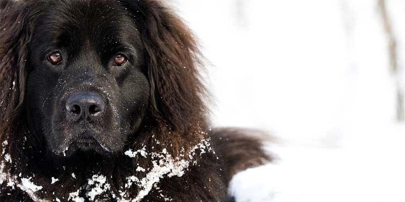Terranova: un cane affettuoso e bagnino