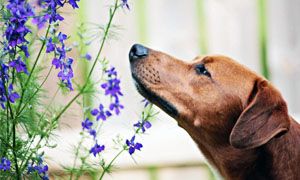 Come e cosa impara il cane attraverso l’olfatto-300x180