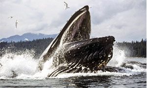 Una balena cacciatrice-300x180