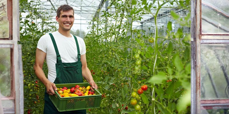 Agricoltura biologica: 5 concetti indispensabili di agronomia