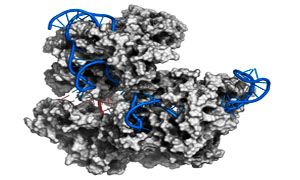 Il DNA umano manipolato con successo-300x180