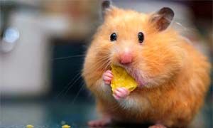 I topi amano il formaggio-300x180