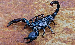 Ragni, scorpioni e millepiedi-300x180