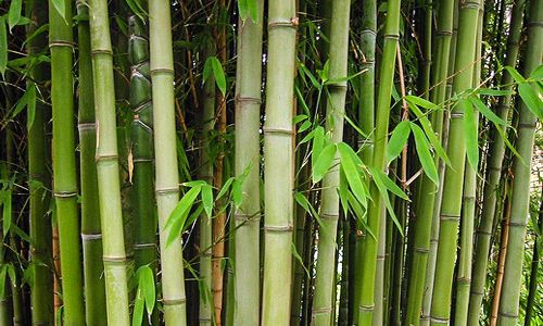 Bambu-500x300