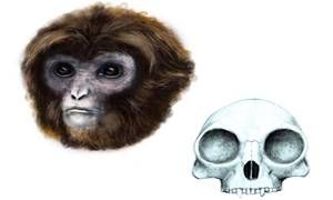 Un antico primate-300x180