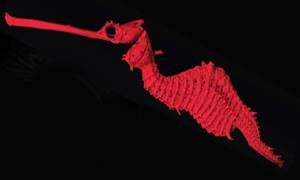Un drago marino rosso-300x180