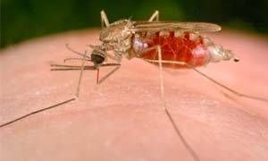 Calano i decessi causati dalla malaria-300x180