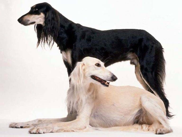 Saluki O Levriero Persiano Il Principe Dei Levrieri