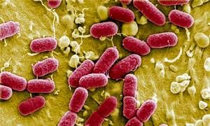 Come mai i batteri diventano antibioticoresistenti-300x180