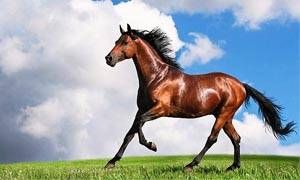 Cavallo-300x180