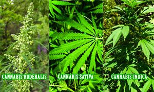 Quante specie di cannabis ci sono-300x180