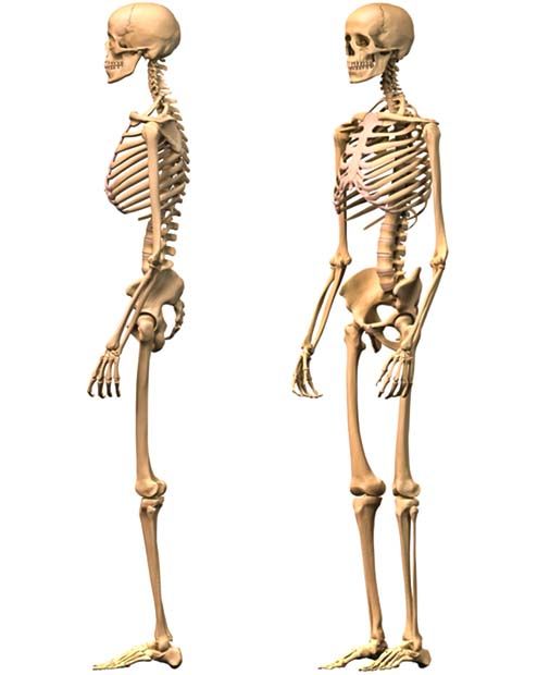 Il sistema scheletrico4-490x520