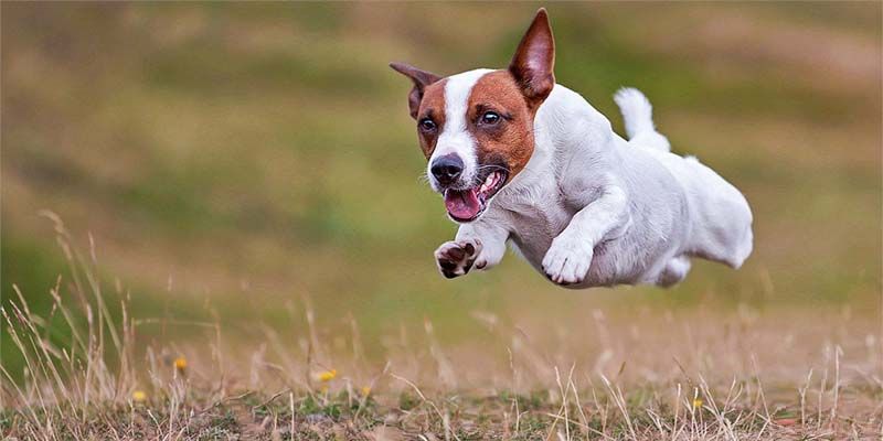 Jack Russell2-800x400