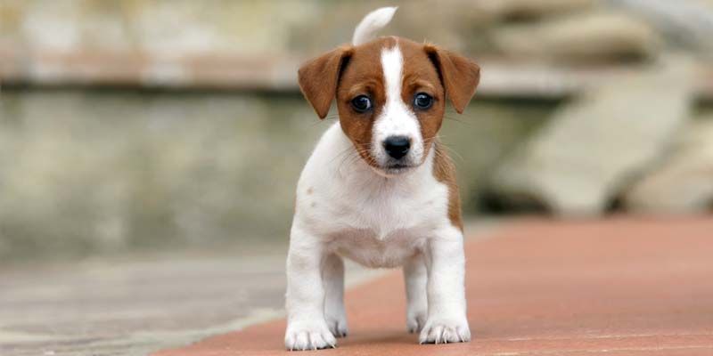 Jack Russell7-800x400