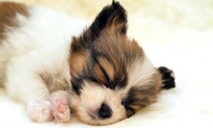 Quali fattori influenzano la qualita del sonno dei cani-300x180