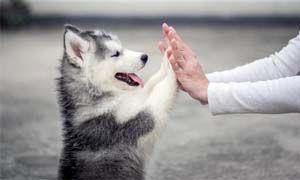 Il cane comprende i gesti umani-300x180
